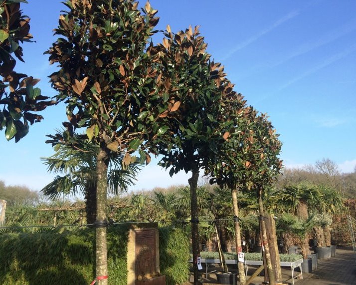 Bomen op stam-Hoogstammen